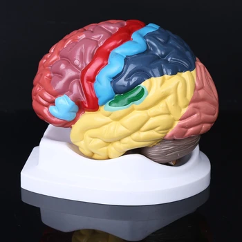 Анатомия на Модели на Функционални зони на Човешкия Мозък са в пълен Размер, за да проучи в Клас по Природни науки