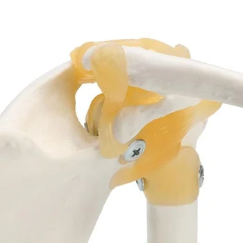 Гъвкава анатомическая Плечевая Кост В реален размер на Модела Става Мускулите на капитана анатомическая анатомия на човека скелет медицински консумативи