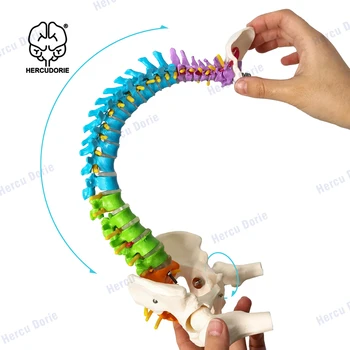 Мини-модел на един кабел Анатомическая Медицинска Образователна Модел 17,7 