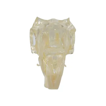 Модел на зъбната редица Заек зъби череп сладко образователна модел Прозрачна анатомическая модел Ветеринарна медицина